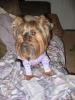 Yorkies and Pajamas-img_0228.jpg