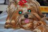 Hello and help requested by a yorkie newbie!-image.jpg