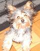 Newbie Chorkie-chachi2.jpg