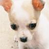 How many pets does everyone have?-web-tinktile.jpg