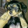 Newbie Chorkie-526627_10151541149964384_1885840583_n.jpg