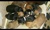 Record for Largest Yorkie litter?-img_20140512_124554.jpg