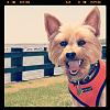 Introducing Louie! And: is my Yorkie oversized? Not sure.-207174_10152815629605319_27399629_n_zpsebf82e62.jpg