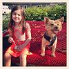 Introducing Louie! And: is my Yorkie oversized? Not sure.-10275916_10154117333455319_3608468140084261649_n.jpg