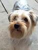 Introducing Louie! And: is my Yorkie oversized? Not sure.-regal-harry.jpg