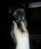 Yorkie To Small?-988865_10202459504744514_1740997585619765363_n.jpg