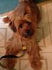 Too big to be yorkie?-image.jpg