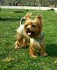 Big yorkie here :)-picsart_1400422654341.jpg