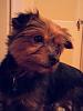 Update on Morkie pups-pepper-yorkie-dad.jpg