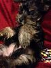 I recently got a Morkie puppy (Well, 3/4 yorkie, 1/4 maltese)-jcc.jpg