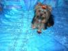 Does Your Yorkie Have a Thick Coat?-caliandme-026-600-x-450-groom.jpg