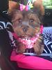 her first time at the groomers-photo-7-.jpg