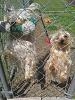 white yorkie?-received_m_mid_1397163744741_43edcdf4ad1e536204_0.jpeg