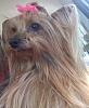Rosie has a braid!-5da6980681e9366b20f665335957acfb_zps1e50e8b5.jpg