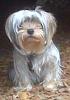 Can someone identify this mix yorkie-brody-pre-groomer-6-7-11-img00317-20110607-2000_418x600.jpg