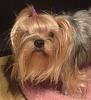 Can someone identify this mix yorkie-brody-2-9-14-045_545x600jpg.jpg