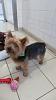 Is my tinkerbell a yorkie ?-image.jpg