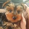 Bringing home our Yorkie!-dsc_0165.jpg