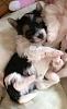 Little Biewer Yorkies-10273498_10202872386303711_3907057336464114637_n2.jpg