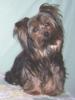 Does Your Yorkie Have a Thick Coat?-izzy.jpg