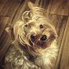 Let's Play YorkieTalk Trivia to Support YHR!-14654665821_e0e18fa556.jpg