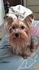 Who owns a rescue or rehomed Yorkie?-20140626_100900-1-1-.jpg