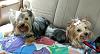 Who owns a rescue or rehomed Yorkie?-20140712_110705-1-1-1-.jpg