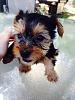 Backyard Breeder?-I'm so stressed out.-yorkie-1.jpg