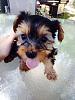 Backyard Breeder?-I'm so stressed out.-yorkie-2.jpg