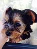 Backyard Breeder?-I'm so stressed out.-yorkie-3.jpg