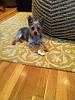 Is my boy a Purebred Yorkie?-028.jpg