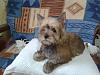 Yorkie, Silky or Australian terrier-owen14.jpg