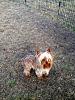 Backyard Breeder?-I'm so stressed out.-chocolate-sire.jpg