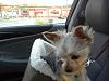 Elevated Dog Seats - has anyone tried them?-annie-car-seat.jpeg