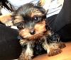 How much did you pay for your Yorkie?-rsz_1rsz_img_5274.jpg