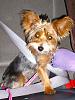 Deciding on a Puppy-yorkie1.jpg