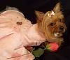 where can I order a birthday bow for a small dog with fine hair?-f8f34b17c1e71fb069c01c8c6e5e6dfa_zpsc78ec9fd.jpg