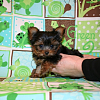 Picture Parade Please-remy-7-wks-old.png