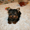 Picture Parade Please-remy-13-wks-old.png