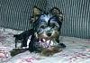 Picture Parade Please-lacey5.jpg