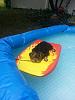 Sammie Relaxing In The Pool-poold.jpg