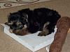 Newbie from Finland-watti120814a72.jpg