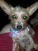 Yorkie or Silky?-daisy.jpg