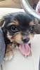 New Yorkie Owner-20140807_122418.jpg