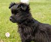 black yorkies?-yorkie-x-pom-black.jpeg