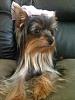 5 month old yorkie has one ear up and one ear down??????-molly-139x186-.jpg