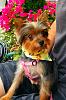 5 month old yorkie has one ear up and one ear down??????-unnamed.jpg