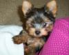 Puppy Pics!-100_1289.jpg