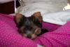 Puppy Pics!-100_1296.jpg