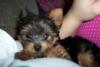 Puppy Pics!-100_1304.jpg